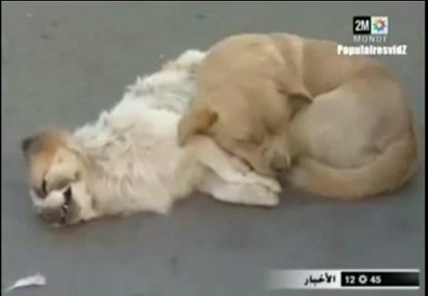 وفاء كلب يصر على البقاء بجوار رفيقتة بعد وفاتها بشوارع بيكين