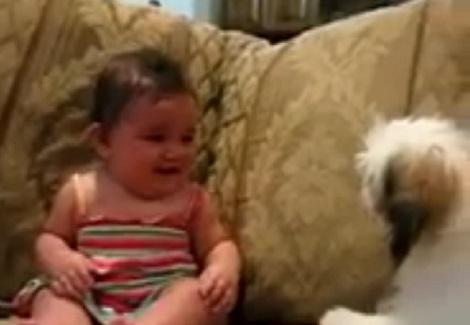 كلب يضحك طفل ويلعب معه 
