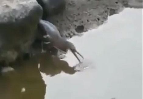 طائر يصطاد سمكة بطريقة ذكية جداً 