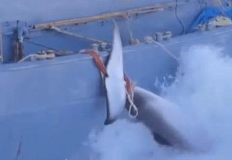 اليابان تأسف لقرار منعها من صيد الحيتان وتؤكد أنها ستحترم ذلك