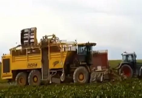شاهد كيف يتم جمع محصول البطاطس بهولندا 