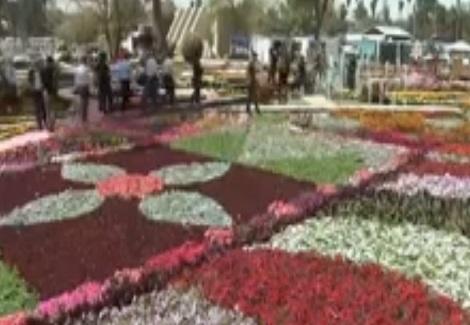 50 ألف زهرة بمهرجان عراقي