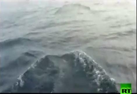 مئات الدلافين ترافق الصيادين في بحر الصين
