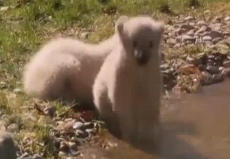صغيرا الدب القطبي يجذبان زوار حديقة حيوانات ميونيخ