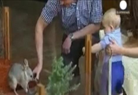 الأمير البريطاني الصغير يلاعب حيوان ''البلبي'' الأسترالي في عيد الفصح 