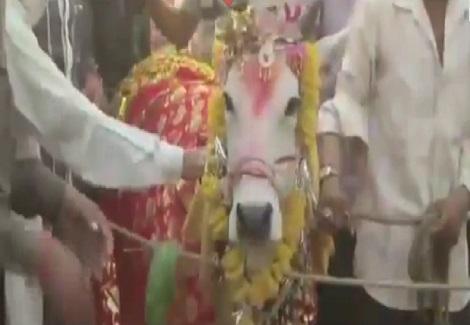 حفل زفاف فاخر لبقرة في الهند بحضور 5 آلاف شخص 