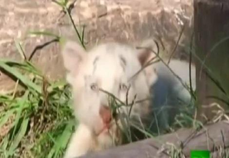 جراء النمر تعرض في حديقة حيوانات بوينس آيرس 