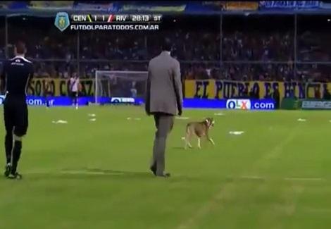 كلب يقتحم اللقاء ويتنزه في الملاعب الأرجنتينية