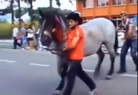 شاهد ماذا يحدث عند لمس حصان من الخلف