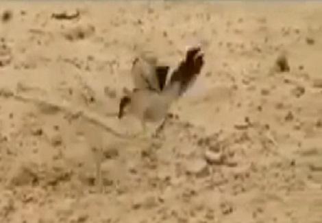 طائر صغير يحسم معركة مع ثعبان لصالحه