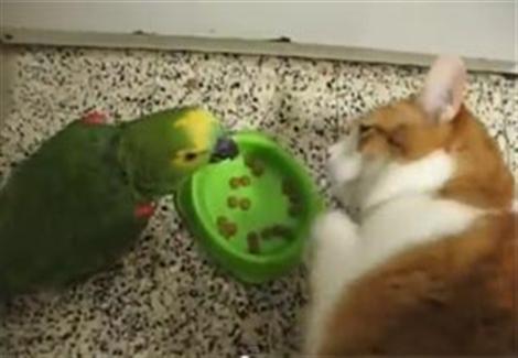 قط يوجه لكمات لببغاء أزعجه أثناء تناول الطعام
