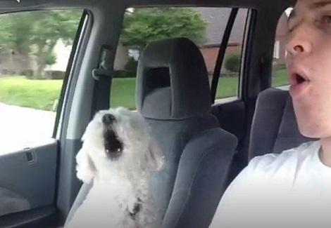 كلب يعبر عن حماسه الجنوني لرحلة بالسيارة