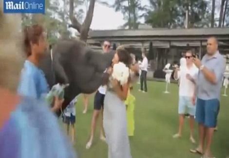 فيل صغير يجذب عروسا ويقبلها في حفل زفافها