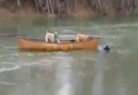 كلب ينقذ آخرين في قارب ضل طريقه
