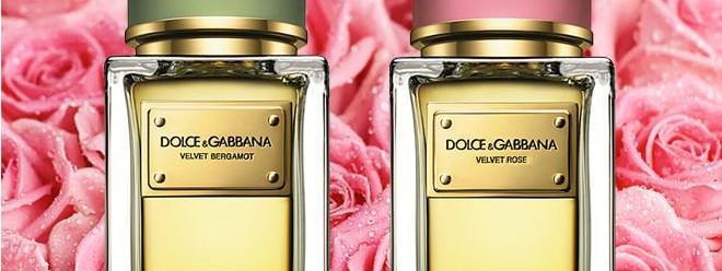 الورود المخملية والبرغموت نجما عطري الصيف من Dolce & Gabbana