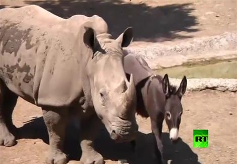 فى حديقة حيوانات في جورجيا : أنثى وحيد القرن تقتل ذكرها لتستبدله بـ "حمار"
