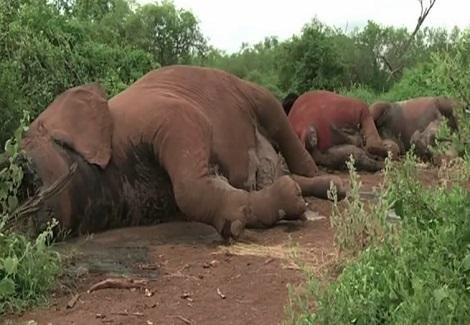 مقتل أكبر فيل فى العالم على يد مسلحين بجنوب أفريقيا
