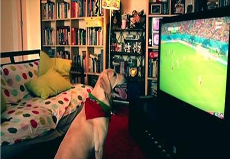 حماس شديد لـ "كلب" يشجع منتخب بلاده فى مونديال البرازيل 2014