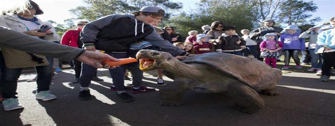 بالصور سلحفاة «هوجو» أضخم الزواحف الحية على كوكب الأرض 