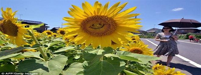 بالصور .. كيف حصلت زهور عباد الشمس على ابتسامتها هذه!!