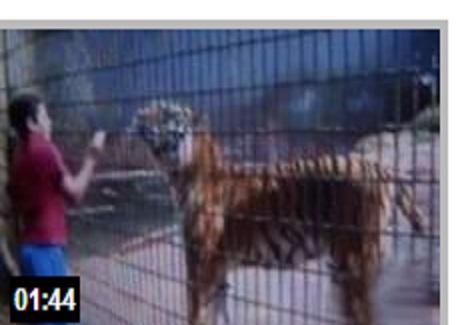 نمر ينهش ذراع طفل في حديقة حيوان