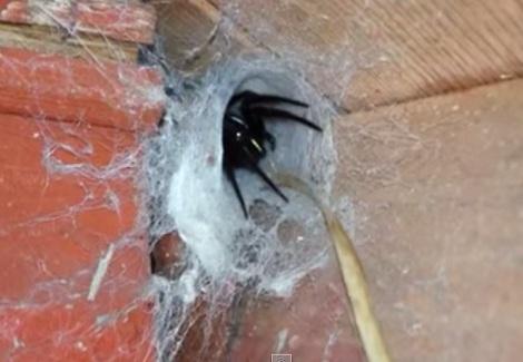 رجل يكتشف عش عنكبوت ضخم في منزله