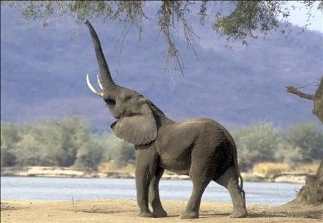 الفيل يتفوق على كل الثدييات في مستوى حاسة الشم