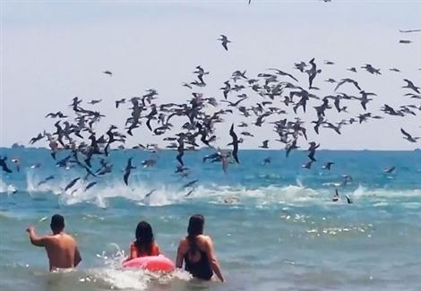 أسراب هائلة من "طائر العقاب" تقتحم أحد الشواطئ وتهاجم المصيفين