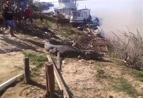 تمساح يحتل شاطئ ويمنع الصيادون من الوصول لمراكبهم