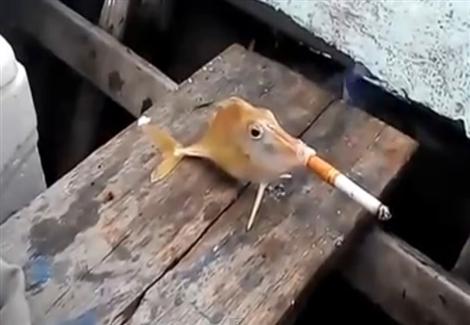 "سمكة" تشارك الصيادون الهنود تدخين السجائر