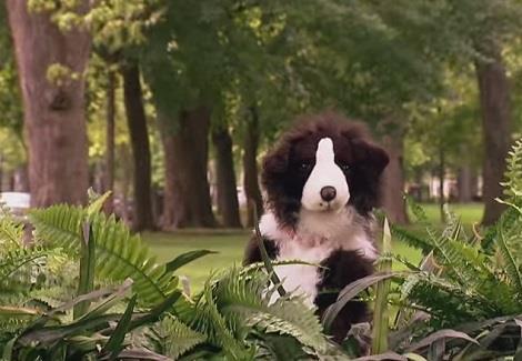 فيديو متداول لـ"مقلب" أبطاله الكلاب وبينهم دمية كلب