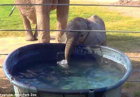 فيلة تعلم صغيرتها كيفية استخدام خرطومها