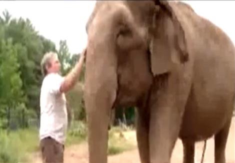 مصرع مربي فيلة أمريكي بعد جلوس أحدها عليه