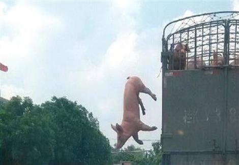 حادث مروع لشاحنة نقل حيوانات أدى إلى نفوق وإصابة مئات الخنازير