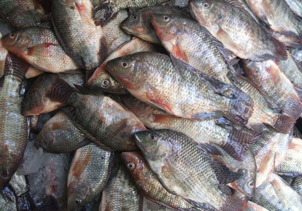 هبوط كبير في سعر السمك البلطي بسوق الجملة اليوم الاثنين