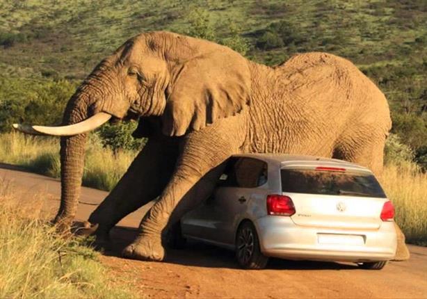 بالفيديو .. فيل يسحق سيارة بداخلها مجموعة من السائحين