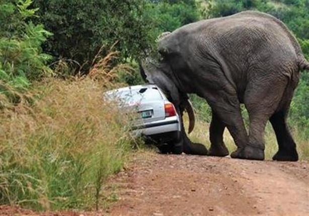 فيل يحطم إحدى السيارات بالحديقة الوطنية بتايلاند