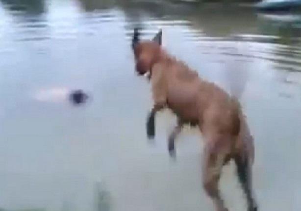  كلب يضرب صديقه لينقذه من الغرق