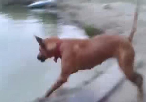 كلب يضرب صديقه لينقذه من الغرق 