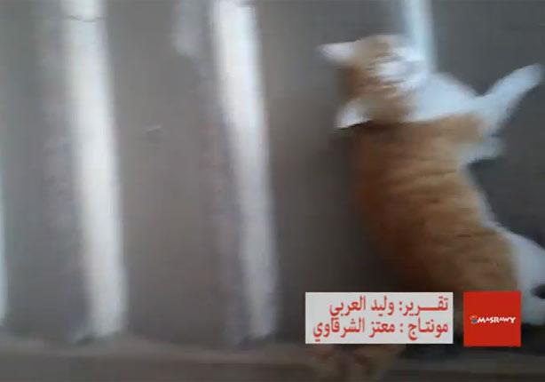 القطط وضحكات الممرضات يحتلان مستشفى جامعة حلوان 