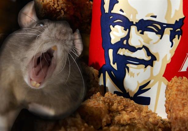 فأر "KFC" يثير الذعر بين رواد مطعمه بمدينة ريو