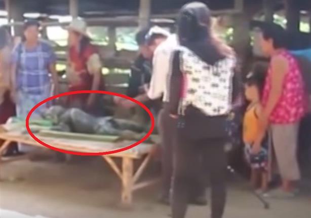 فيديو متداول يوثق ميلاد أغرب حيوان برأس جاموس وجسد تمساح بتايلاند