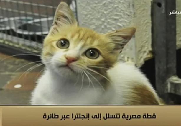 عمرو عبدالحميد يروى قصة القطة المصرية التى تسللت إلي انجلترا عبر طائرة