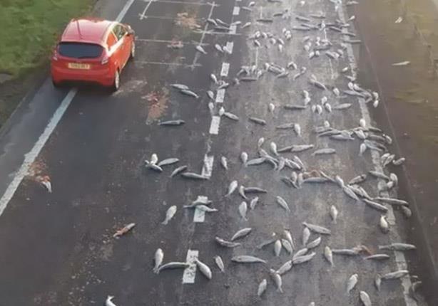 بالفيديو - أسماك التونة تحتل أحد الطرق السريعة في اسكتلندا 