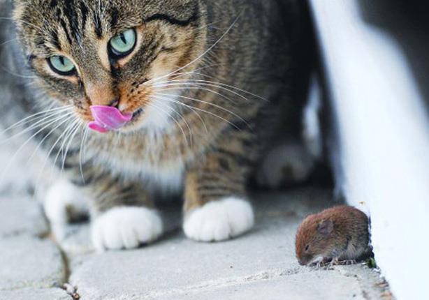 قط يصاب بالجنون بعد ربط فأر في ذيله 