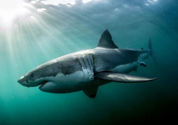 أستاذ البيئة البحرية: أسماك القرش تحتوي على الزئبق الضار بجسم الإنسان