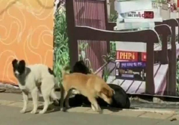 كلاب تنقذ صاحبها من الهلاك في الصين 