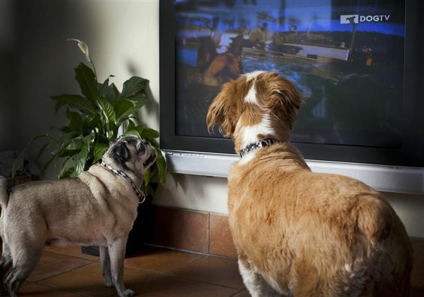 Dog TV أول قناة تليفزيونية خاصة بالكلاب فقط