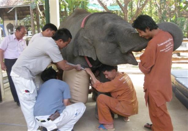 فيل تايلاندى بـ 3 أرجل يحصل على ساق صناعية