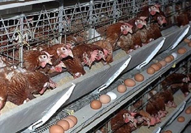 محافظ الغربية: تدشين محطة لإنتاج البيض بتكلفة 76 مليون جنيه
